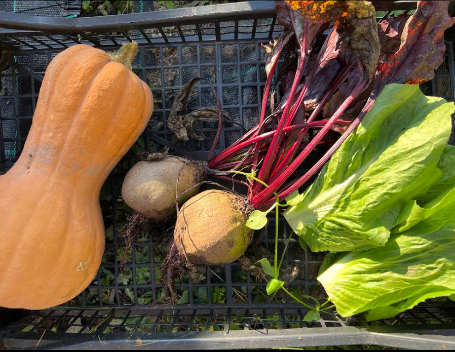 zucca, insalata prodotte nell'orto